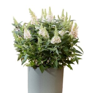 Butterfly bush (Buddleia) White Flower