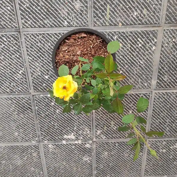 Yellow Rose Grafted Hybird - Image 2