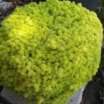 Golden Moss (Sedum De Oro)