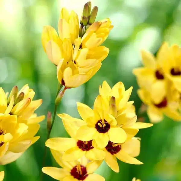 Ixia flower bulb Yellow color - Image 2