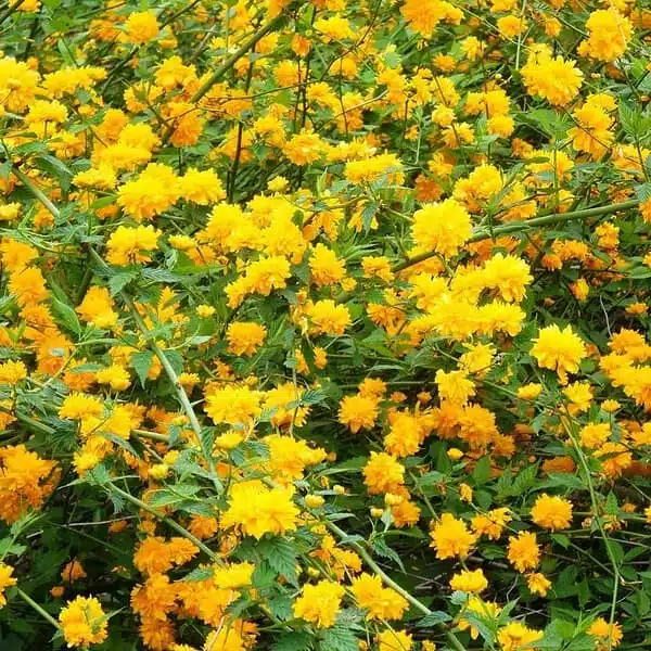 Kerria japonica 'Pleniflora' (Japanese Rose) - Image 9