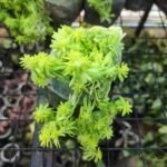Golden Moss (Sedum De Oro) - Image 2