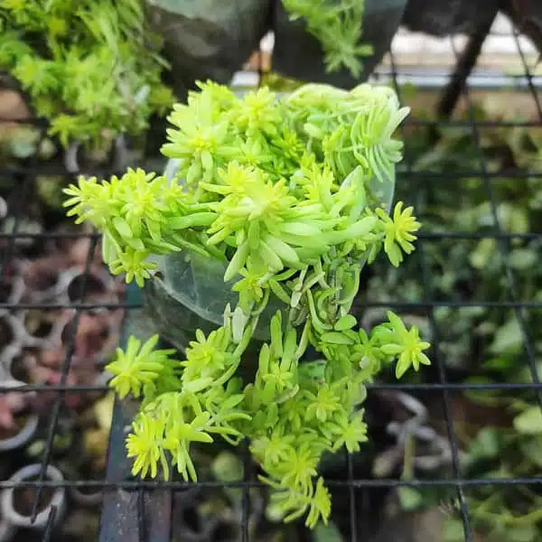 Golden Moss (Sedum De Oro) - Image 2