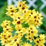 Ixia flower bulb Yellow color