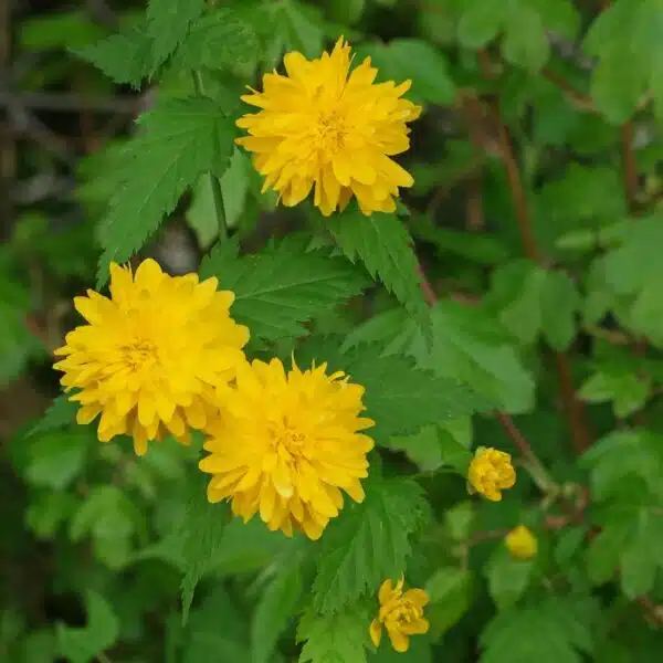 Kerria japonica 'Pleniflora' (Japanese Rose) - Image 7