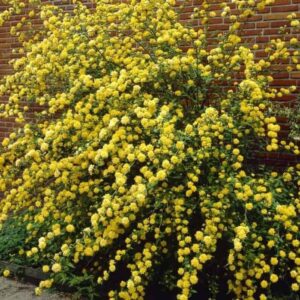 Kerria japonica ‘Pleniflora’ (Japanese Rose)