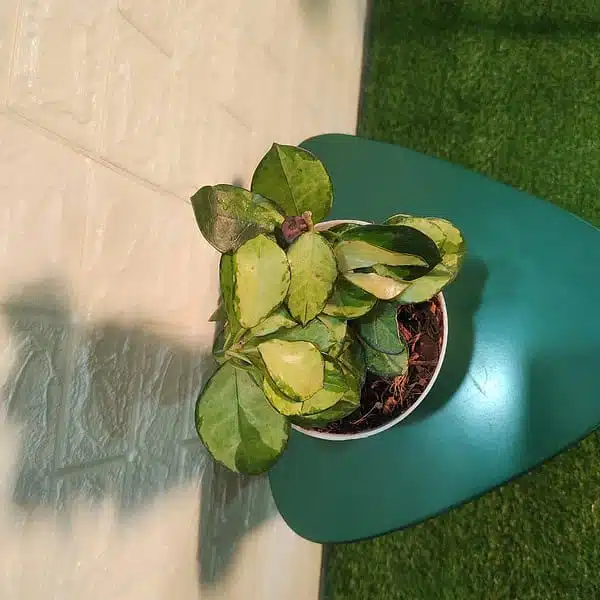 Hoya Australis Lisa - Image 6