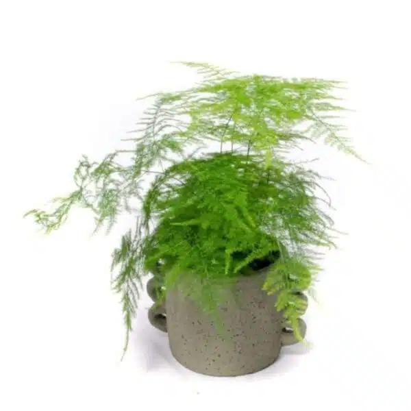 Asparagus Setaceus Plumosus Fern (Asparagus Fern)) - Image 7