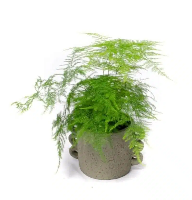 Asparagus Setaceus Plumosus Fern (Asparagus Fern)) - Image 7