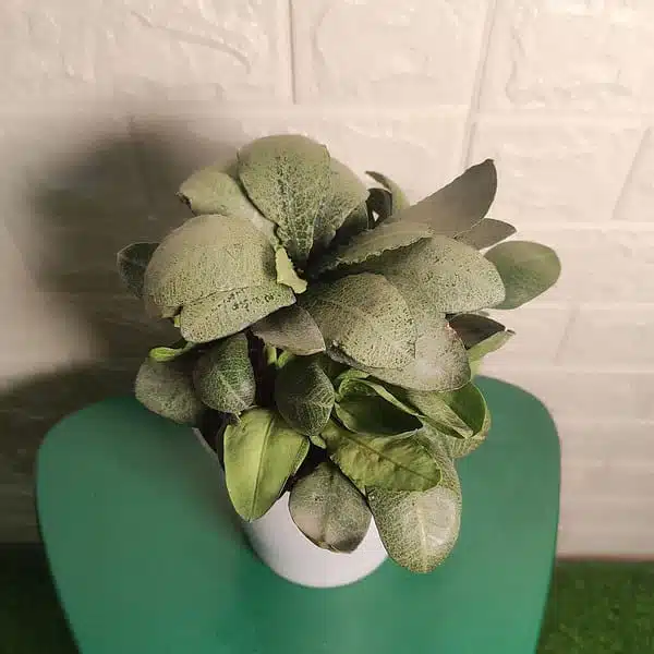 Euphorbia Francoisii - Image 2