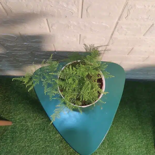 Asparagus Setaceus Plumosus Fern (Asparagus Fern)) - Image 4