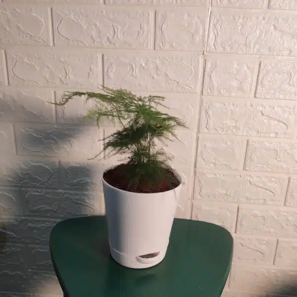 Asparagus Setaceus Plumosus Fern (Asparagus Fern)) - Image 5