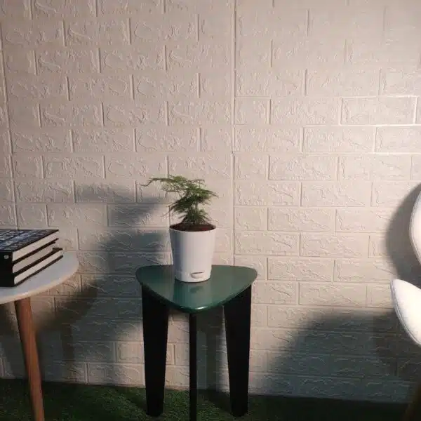 Asparagus Setaceus Plumosus Fern (Asparagus Fern)) - Image 2