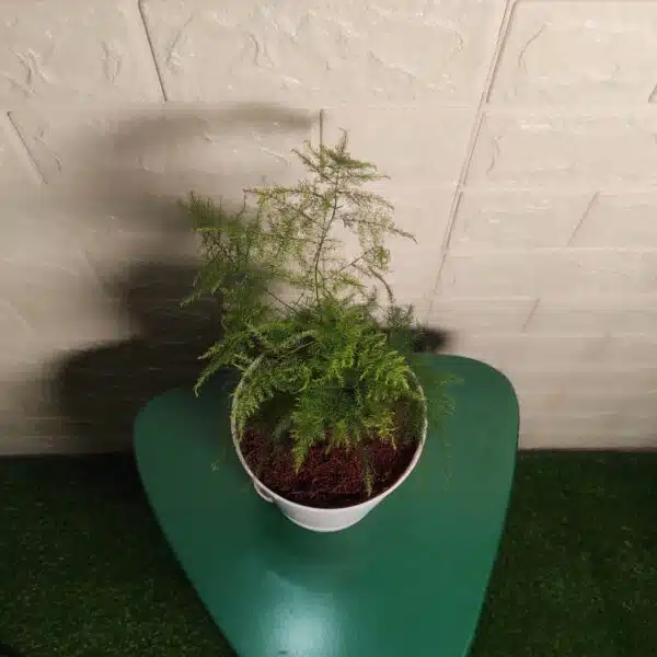 Asparagus Setaceus Plumosus Fern (Asparagus Fern)) - Image 6