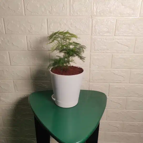Asparagus Setaceus Plumosus Fern (Asparagus Fern)) - Image 3