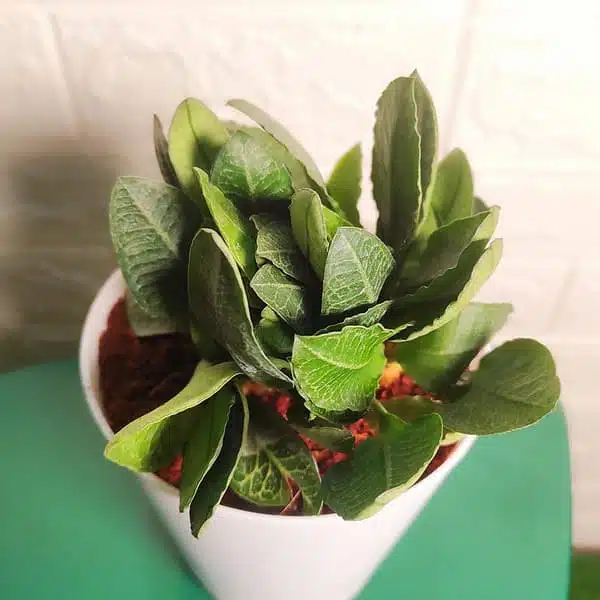 Euphorbia Francoisii - Image 4