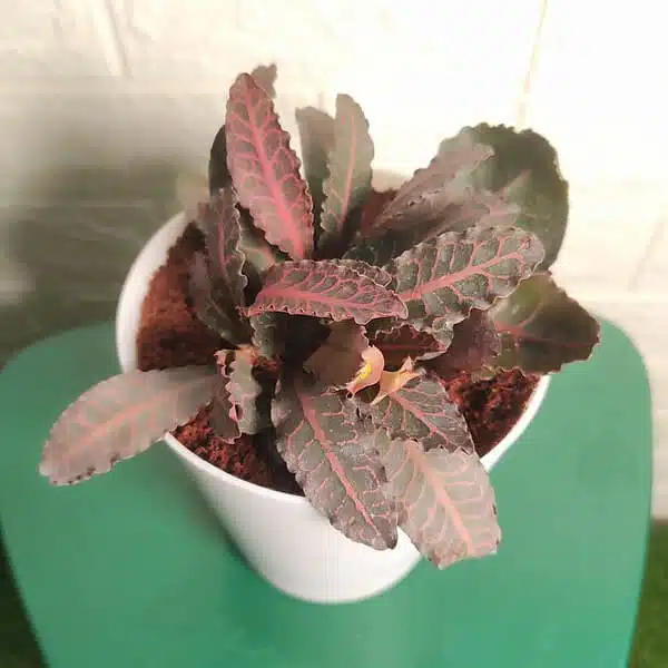 Euphorbia Francoisii - Image 7