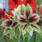 Butterfly Amaryllis Hippeastrum Papilio