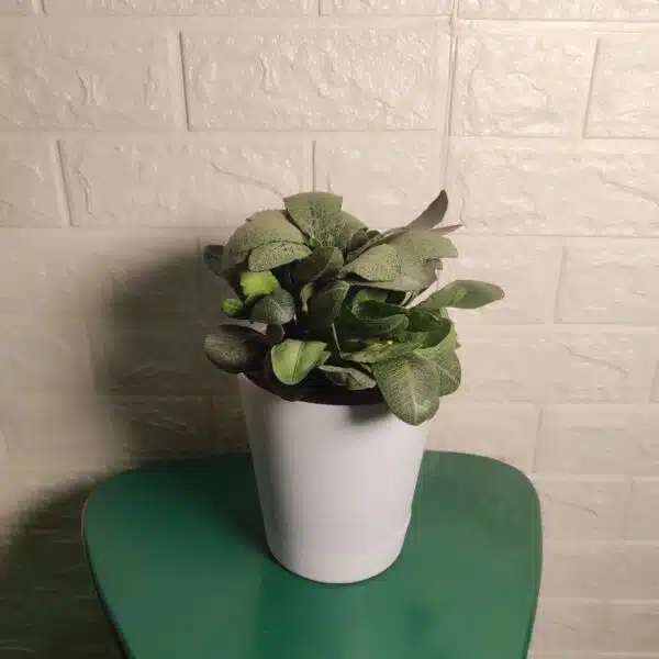 Euphorbia Francoisii plant