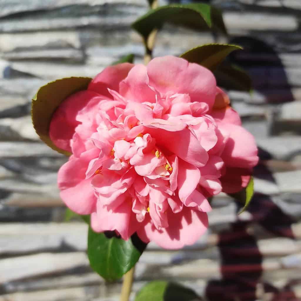 Camellia