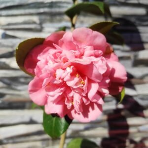 Camellia