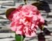 Camellia