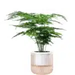 Asparagus Setaceus Plumosus plant