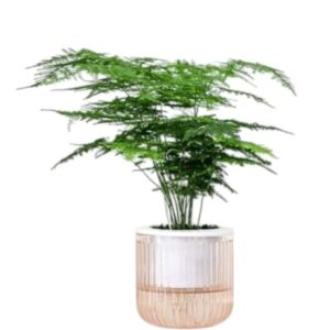 Asparagus Setaceus Plumosus Fern (Asparagus Fern))