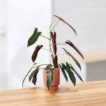 Philodendron Atabapoense Live Plant