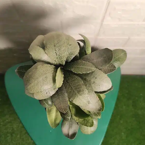 Euphorbia Francoisii - Image 5