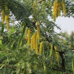 Shami Tree (Prosopis cineraria/Persian mesquite or ghaf)
