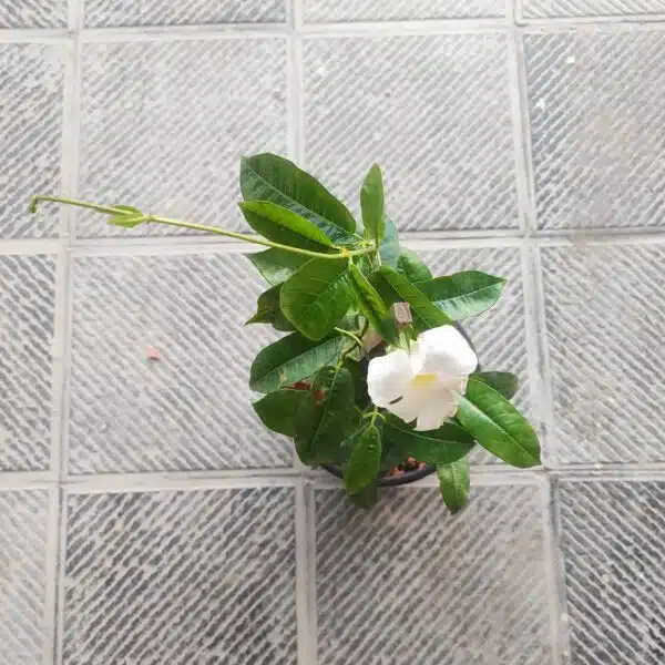 Mandevilla White flower - Image 3