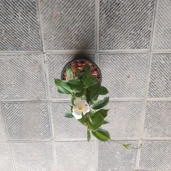 Mandevilla White flower - Image 5