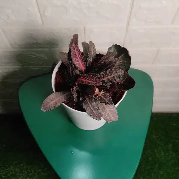 Euphorbia Francoisii - Image 5