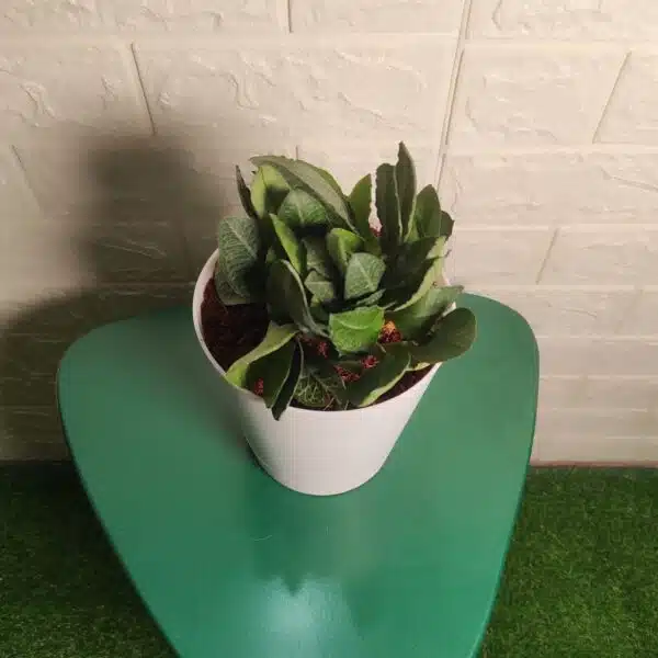 Euphorbia Francoisii - Image 3