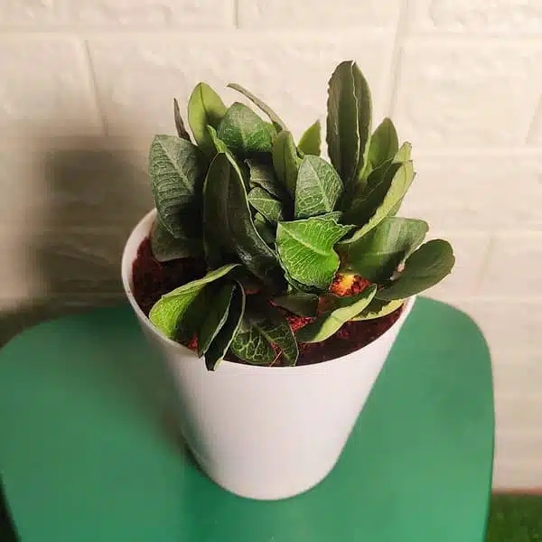 Euphorbia Francoisii - Image 8