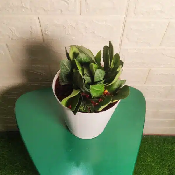 Euphorbia Francoisii - Image 5