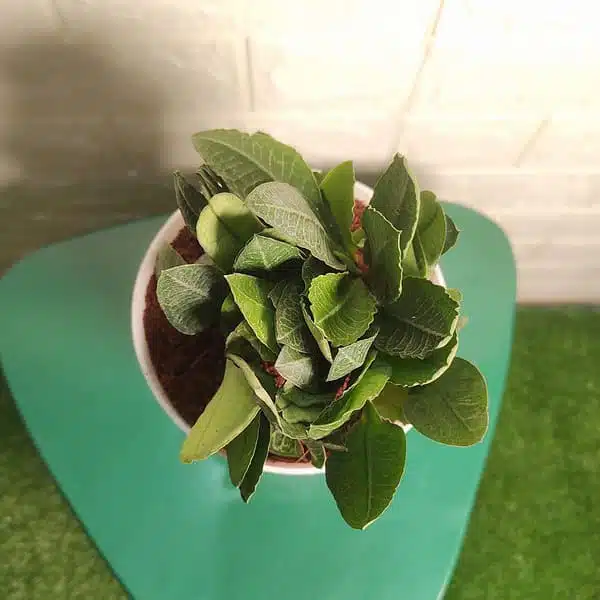 Euphorbia Francoisii - Image 6