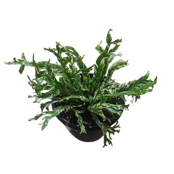 Microsorum punctatum variegated (mermaid tail's fern)