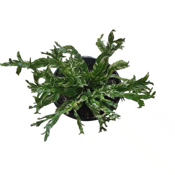 Microsorum punctatum variegated (mermaid tail's fern) - Image 2