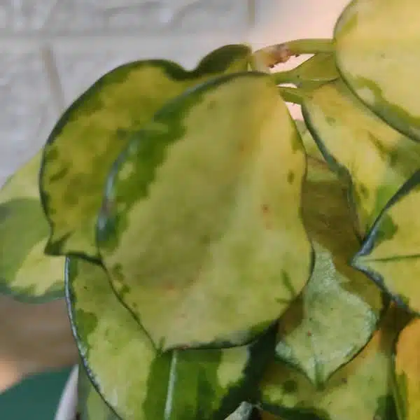 Hoya Australis Lisa - Image 10