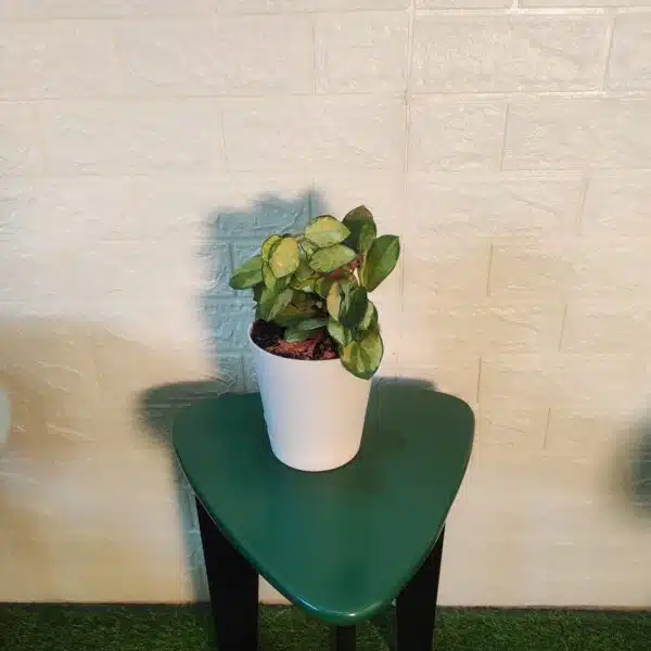 Hoya Australis Lisa - Image 4