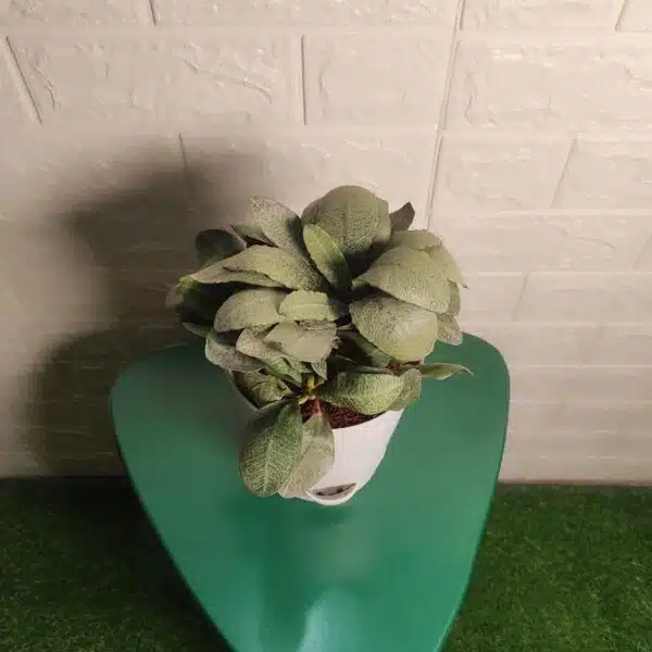 Euphorbia Francoisii - Image 4