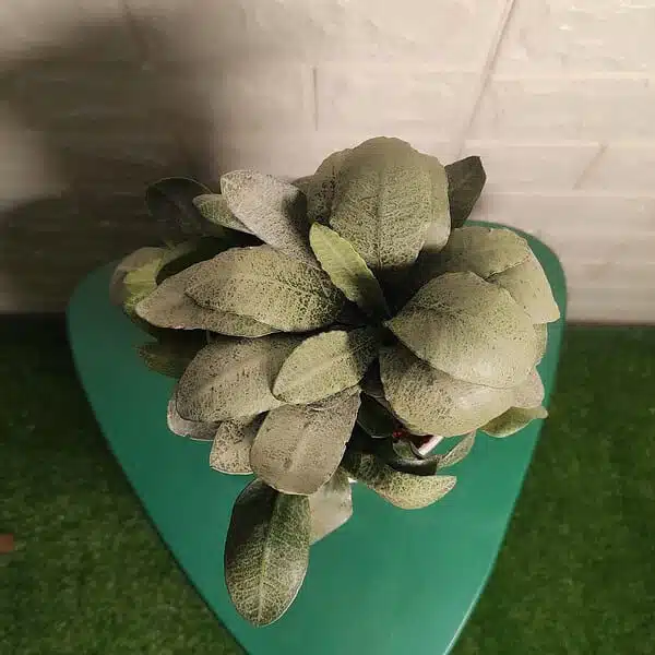 Euphorbia Francoisii - Image 3