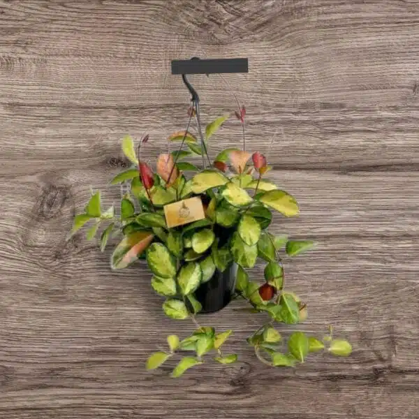 Hoya Australis Lisa - Image 11