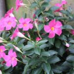 Mandevilla Pink flower