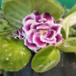 Buy African Violets Bicolor flower - Houseplants, Flowering Plants, Perennials