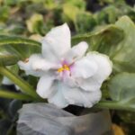 African Violets (Cream White Flowering Plants)