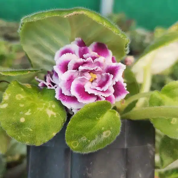 Buy African Violets Bicolor flower - Houseplants, Flowering Plants, Perennials - Image 4