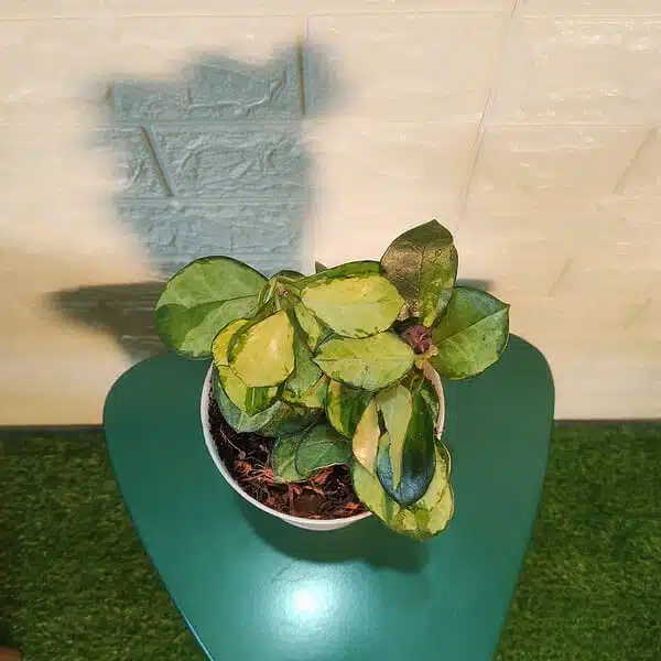 Hoya Australis Lisa - Image 8